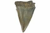 Fossil Broad-Toothed Mako Tooth - South Carolina #176202-1